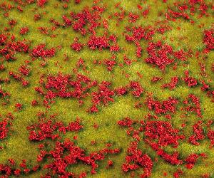 241-180460 - Blumenwiese rot