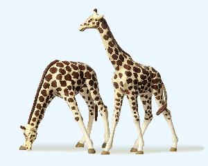 663-20385 - Giraffen